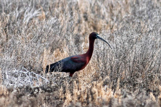 «Spring Mangystau Bird Саmр» Наш Даниил и другие БЕРДВОТЧЕРЫ