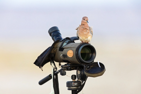 «Mangystau Bird Camp»: Бұл ҚҰСТАРДЫ көрмегелі қай заман